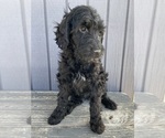 Puppy Valentino Goldendoodle