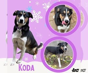 Siberian Husky-Unknown Mix Dogs for adoption in Lindsay, CA, USA