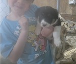 Puppy Violet Border Collie