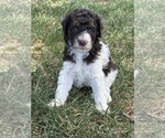 Small Poodle (Standard)