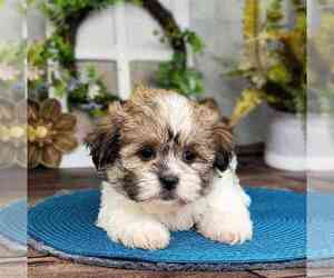 Zuchon Puppy for sale in MOUNT VERNON, OH, USA