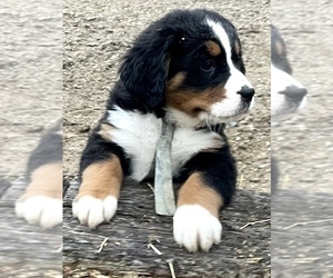 Bernese Mountain Dog Puppy for sale in SHERIDAN, MI, USA