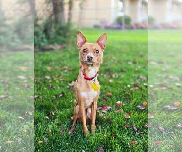 Medium Photo #14 Chihuahua Puppy For Sale in Sandy, UT, USA