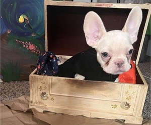 French Bulldog Puppy for sale in GERMANTOWN, MD, USA