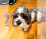 Small #3 Shih Tzu Mix