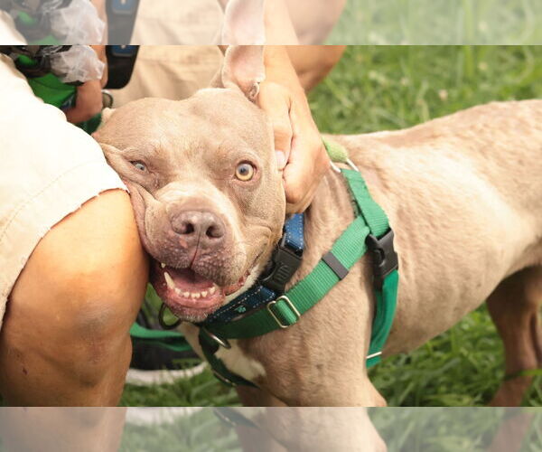 Medium Photo #18 Mutt Puppy For Sale in Philadelphia, PA, USA