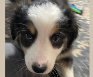 Medium Australian Shepherd