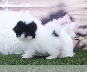 Poochon Puppy for sale in MARIETTA, GA, USA