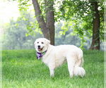 Small #1 Great Pyrenees