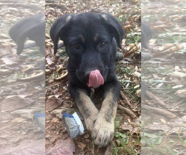 Medium Photo #1 Mutt Puppy For Sale in Greenville, SC, USA