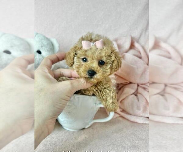 Medium Photo #10 Poodle (Toy) Puppy For Sale in TAMPA, FL, USA