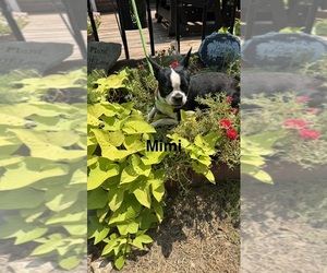 Mother of the Boston Terrier puppies born on 08/27/2026