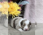 Small Photo #6 Australian Shepherd Puppy For Sale in JACOBSTOWN, NJ, USA