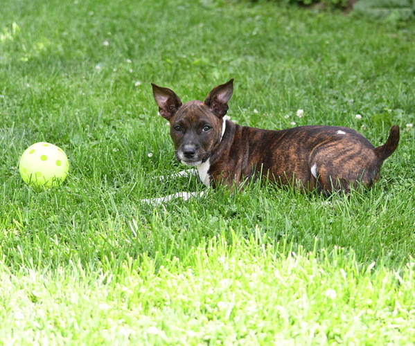 Medium Photo #3 Rat Terrier Puppy For Sale in PETERSBURG, PA, USA