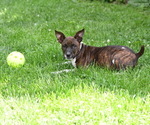 Small Photo #3 Rat Terrier Puppy For Sale in PETERSBURG, PA, USA