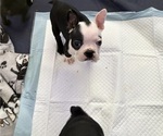 Puppy Ocean Boston Terrier