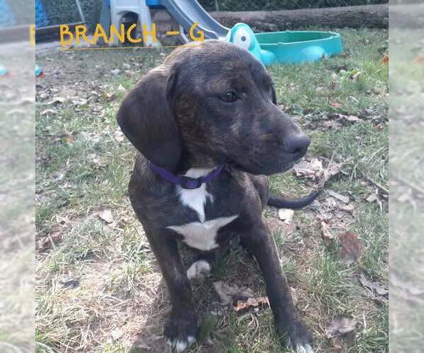 Medium Photo #1 Mutt Puppy For Sale in Hinton, WV, USA