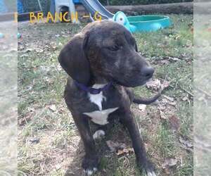 Mutt Dogs for adoption in Hinton, WV, USA