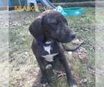 Branch (4mo, 25lbs) - Female Mutt Dog for Adoption - Small photo
