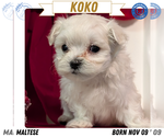 Puppy Koko Maltese