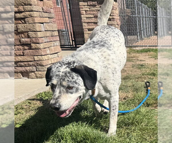 Medium Photo #1 Mutt Puppy For Sale in Pueblo, CO, USA