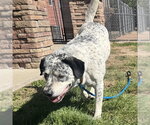 SUSHI ROLL - Male Mutt Dog for Adoption - Small photo