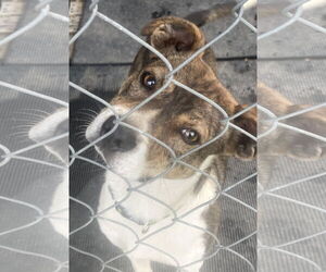 Beagle-Unknown Mix Dogs for adoption in Pottstown, PA, USA