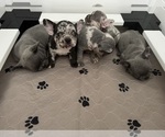 Small Photo #15 French Bulldog Puppy For Sale in LEESBURG, GA, USA