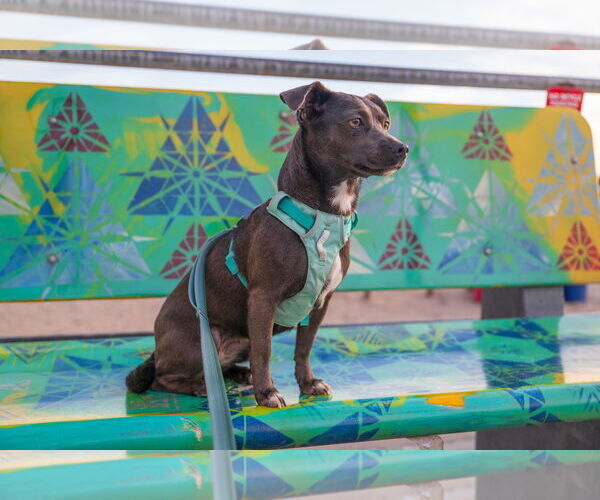 Medium Photo #3 Chiweenie Puppy For Sale in San Francisco, CA, USA