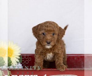 Poodle (Miniature) Puppy for sale in GAP, PA, USA