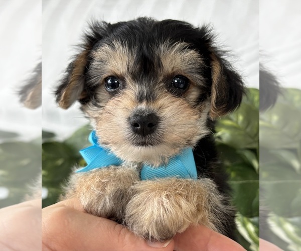 Medium Photo #18 Morkie Puppy For Sale in ROCK STREAM, NY, USA