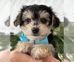 Small #17 Morkie