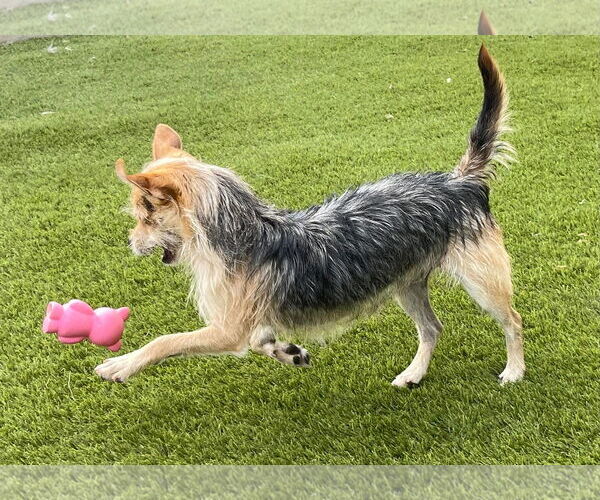 Medium Photo #5 Mutt Puppy For Sale in La Verne, CA, USA