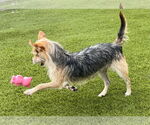 Small #4 Mutt
