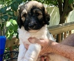 Small Photo #4 Pyredoodle Puppy For Sale in GEORGETOWN, TX, USA