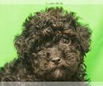 Small Photo #11 Poodle (Toy) Puppy For Sale in SHAWNEE, OK, USA