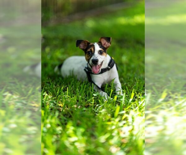 Medium Photo #1 Mutt Puppy For Sale in Royal Palm Beach, FL, USA