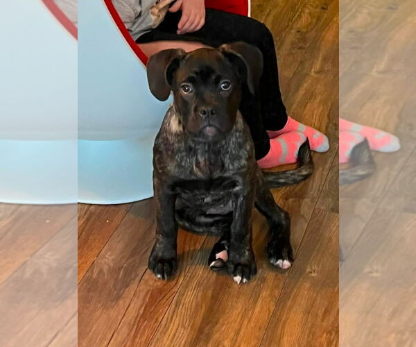 Medium Photo #3 Bull-Boxer Puppy For Sale in Brights Grove, Ontario, Canada