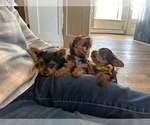 Small Photo #20 Yorkshire Terrier Puppy For Sale in WOODSTOCK, CT, USA