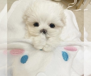 Maltese Dog for Adoption in HAYWARD, California USA