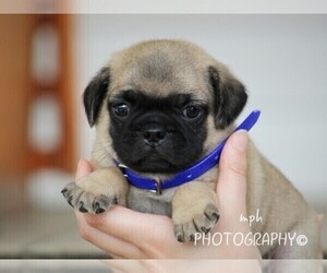 Jug-Pug Mix Puppy for sale in LIBERTY, KY, USA