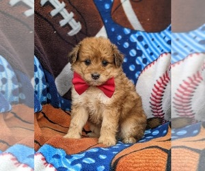 Pom-A-Poo Puppy for sale in OXFORD, PA, USA