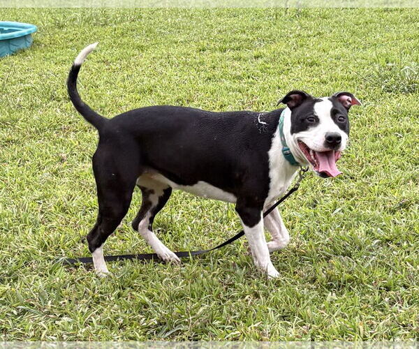 Medium Photo #2 American Pit Bull Terrier-Unknown Mix Puppy For Sale in Virginia Beach, VA, USA