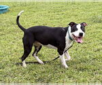 Small #1 American Pit Bull Terrier Mix