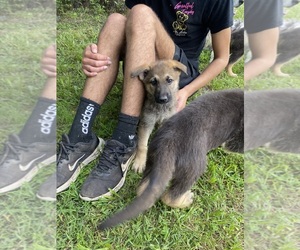 German Shepherd Dog Puppy for sale in TOANO, VA, USA