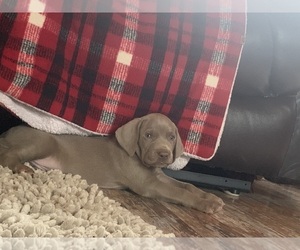 Weimaraner Puppy for Sale in SCENERY HILL, Pennsylvania USA