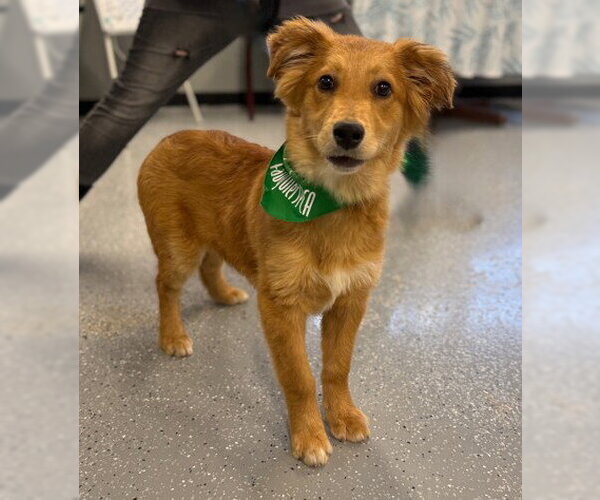 Medium Photo #1 Australian Shepherd-Unknown Mix Puppy For Sale in Warrenton, VA, USA