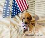 Puppy Jasmine Golden Retriever