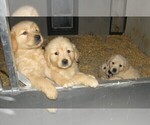 Small Photo #13 Golden Retriever Puppy For Sale in VERMONTVILLE, MI, USA