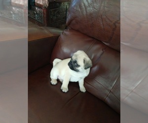 Pug Puppy for sale in VICTORIA, TX, USA